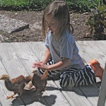 Raising Chickens