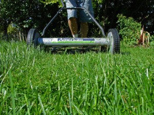The Century Tree Reader
