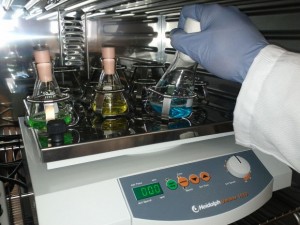 The Century Tree Reader